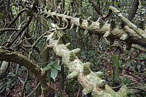 Rainforest with branches covered with defensive spines, Mamang River Forest Reserve, Ghana