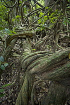 Rainforest interior with a tangle of lianas, Mamang River Forest Reserve, Ghana