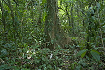 Rainforest interior with buttress roots and a variety of plants, Mamang River Forest Reserve, Ghana