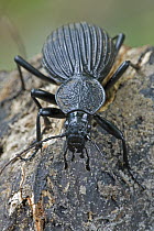 Ground Beetle (Carabidae), Mamang River Forest Reserve, Ghana