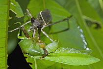 Katydid (Tettigoniidae) eaten by another insect, Mamang River Forest Reserve, Ghana