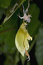 Katydid (Tettigoniidae) freshly molted, Mamang River Forest Reserve, Ghana