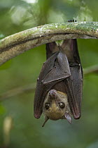 Little Collared Fruit Bat (Myonycteris torquata), Mamang River Forest Reserve, Ghana