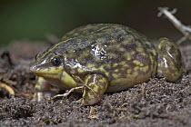 Mottled Shovel-nosed Frog (Hemisus marmoratus) has narrow pointed head that helps them bury themsleves with a great speed, they feed mostly on termites and other small insects, Mamang River Forest Res...
