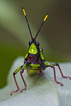 Gaudy Grasshopper (Pyrgomorphidae) has bright, aposematic coloration that advertises the toxicity of its body, Ajenjua Bepo Forest Reserve, Ghana