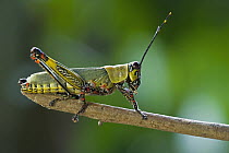 Variegated Grasshopper (Zonocerus variegatus), a pest species, Ajenjua Bepo Forest Reserve, Ghana