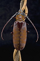 Longhorn Beetle (Cerambycidae), Ajenjua Bepo Forest Reserve, Ghana