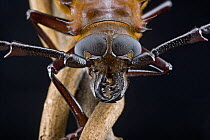 Longhorn Beetle (Cerambycidae) face showing composite eyes, Ajenjua Bepo Forest Reserve, Ghana