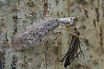 Mantid (Theopompella heterochroa) feeding on grasshopper, Ajenjua Bepo Forest Reserve, Ghana