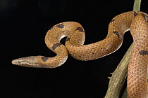 African Wolf Snake (Lycophidion nigromaculatum), Ajenjua Bepo Forest Reserve, Ghana