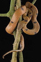 African Wolf Snake (Lycophidion nigromaculatum) coiled in branches, Ajenjua Bepo Forest Reserve, Ghana
