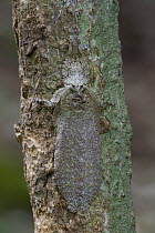 Lichen-mimicking Sylvan Katydid (Cymatomera chopardi) camouflaged on tree trunk, Ajenjua Bepo Forest Reserve, Ghana