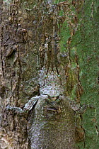 Lichen-mimicking Sylvan Katydid (Cymatomera chopardi), Ajenjua Bepo Forest Reserve, Ghana