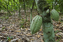 Cocoa (Theobroma cacao) fruits in plantation, Ajenjua Bepo Forest Reserve, Ghana