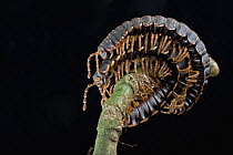 Millipede pair mating, Mamang River Forest Reserve, Ghana