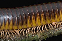 Millipede close up showing body segments and legs, Mamang River Forest Reserve, Ghana