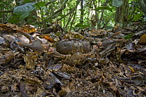 Crab (Liberonautes sp) in defensive posture camouflaged on forest floor, Mamang River Forest Reserve, Ghana