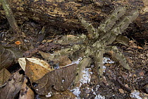 Tarantula (Theraphosidae) amid leaf litter, Mamang River Forest Reserve, Ghana