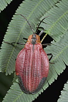 Net-winged Beetle (Lycidae), Atewa Range, Ghana