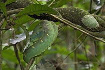 Green Bush Viper (Atheris chlorechis), Atewa Range, Ghana