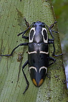Fungus Beetle (Erotylidae), Atewa Range, Ghana
