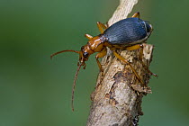 Ground Beetle (Carabidae), Atewa Range, Ghana