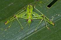 Katydid (Tettigoniidae), Atewa Range, Ghana