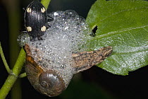 Beetle predating on snail who responds with defensive bubbles, Atewa Range, Ghana