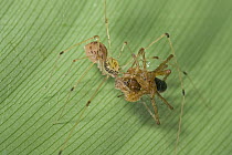 Spitting Spider (Scytodidae) predating on spider, Atewa Range, Ghana