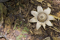 Earthstar (Geastrum sp) mushroom has a fruiting body resembling a star, periderm split open showing fruit, Atewa Range, Ghana