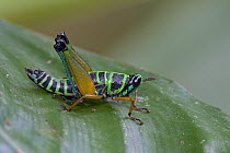 Grasshopper (Eumastacidae) has bright, aposematic coloration that advertises the toxicity of its body, Atewa Range, Ghana