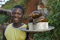 Giant African Land Snail (Achatina sp) group on platter, Atewa Range, Ghana