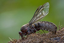 Safari Ant (Dorylus sp) reproductive male with wings, Atewa Range, Ghana