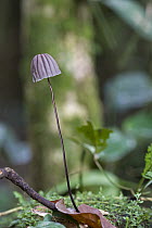 Mushroom growing amid leaf litter, Atewa Range, Ghana