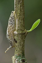 Snail without shell climbing down stem, Atewa Range, Ghana