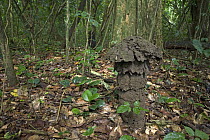 Termite (Cubitermes sp) mound in rainforest interior, Atewa Range, Ghana
