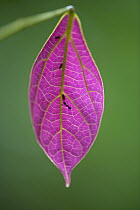 Young leaf still devoid of chlorophyl, Atewa Range, Ghana