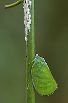 Flatid Planthopper (Flatidae) female guarding her young, Atewa Range, Ghana