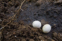 Gecko (Gekkonidae) eggs on soil, Atewa Range, Ghana