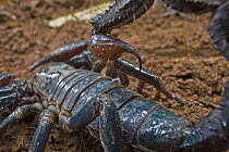 Emperor Scorpion (Pandinus imperator) showing stinger, Atewa Range, Ghana. Sequence 1 of 2