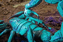 Emperor Scorpion (Pandinus imperator) seen under ultraviolet light, Atewa Range, Ghana. Sequence 2 of 2