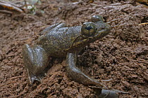Togo Slippery Frog (Conraua derooi), Atewa Range, Ghana
