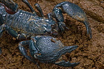 Emperor Scorpion (Pandinus imperator), Atewa Range, Ghana