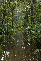 High elevation swamp in forest, Atewa Range, Ghana