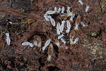Termite workers and young nymphs in an underground nest, Atewa Range, Ghana