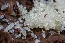 Termite eggs and young nymphs in an underground nest, Atewa Range, Ghana