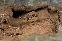 Assassin Bug (Reduviidae) covered with soil, Atewa Range, Ghana