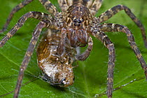 Spider and prey, Atewa Range, Ghana
