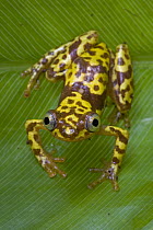 Pygmy Leaf-folding Frog (Afrixalus vibekensis), Atewa Range, Ghana