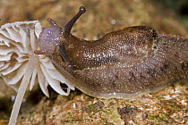 Snail eating mushroom, Atewa Range, Ghana